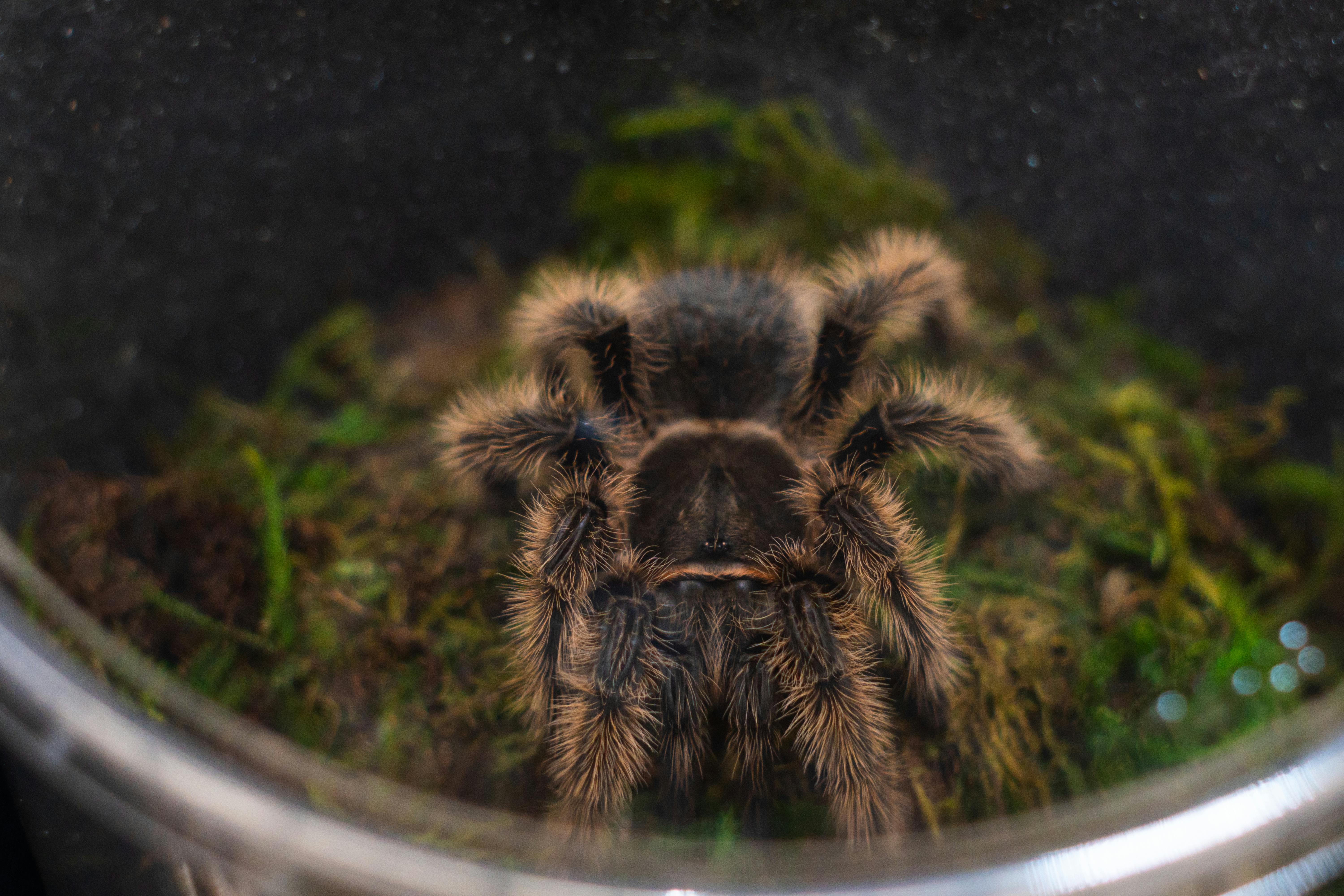 Tarántula Brasileña